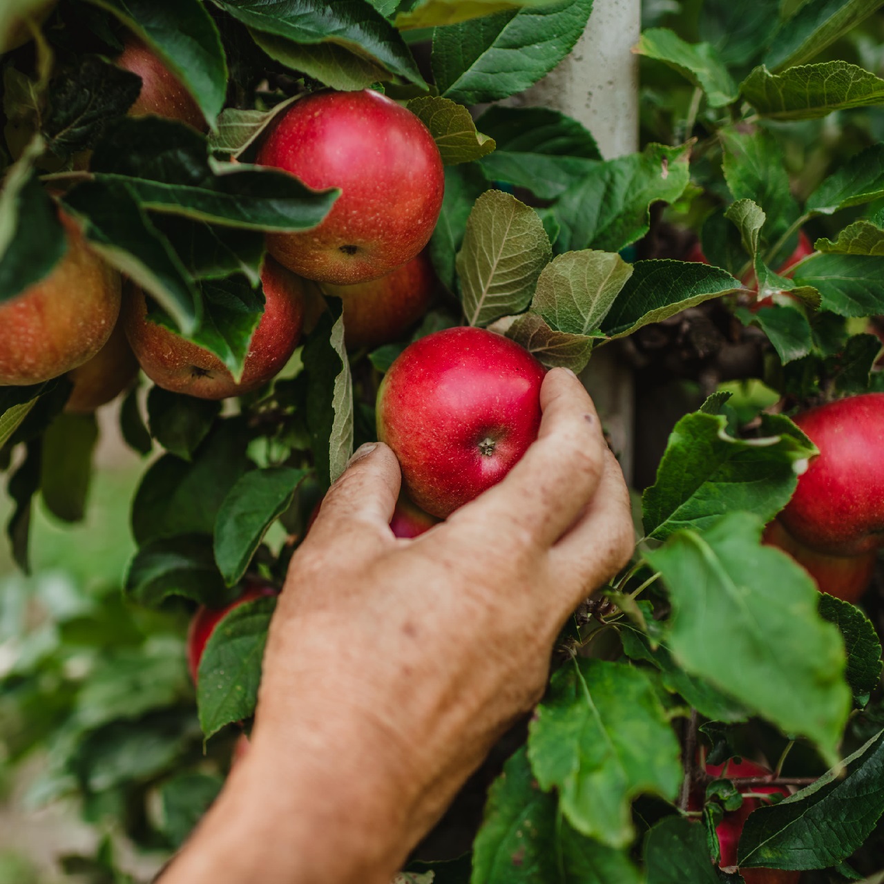 Waalhof organic farm holidays, apple harvest