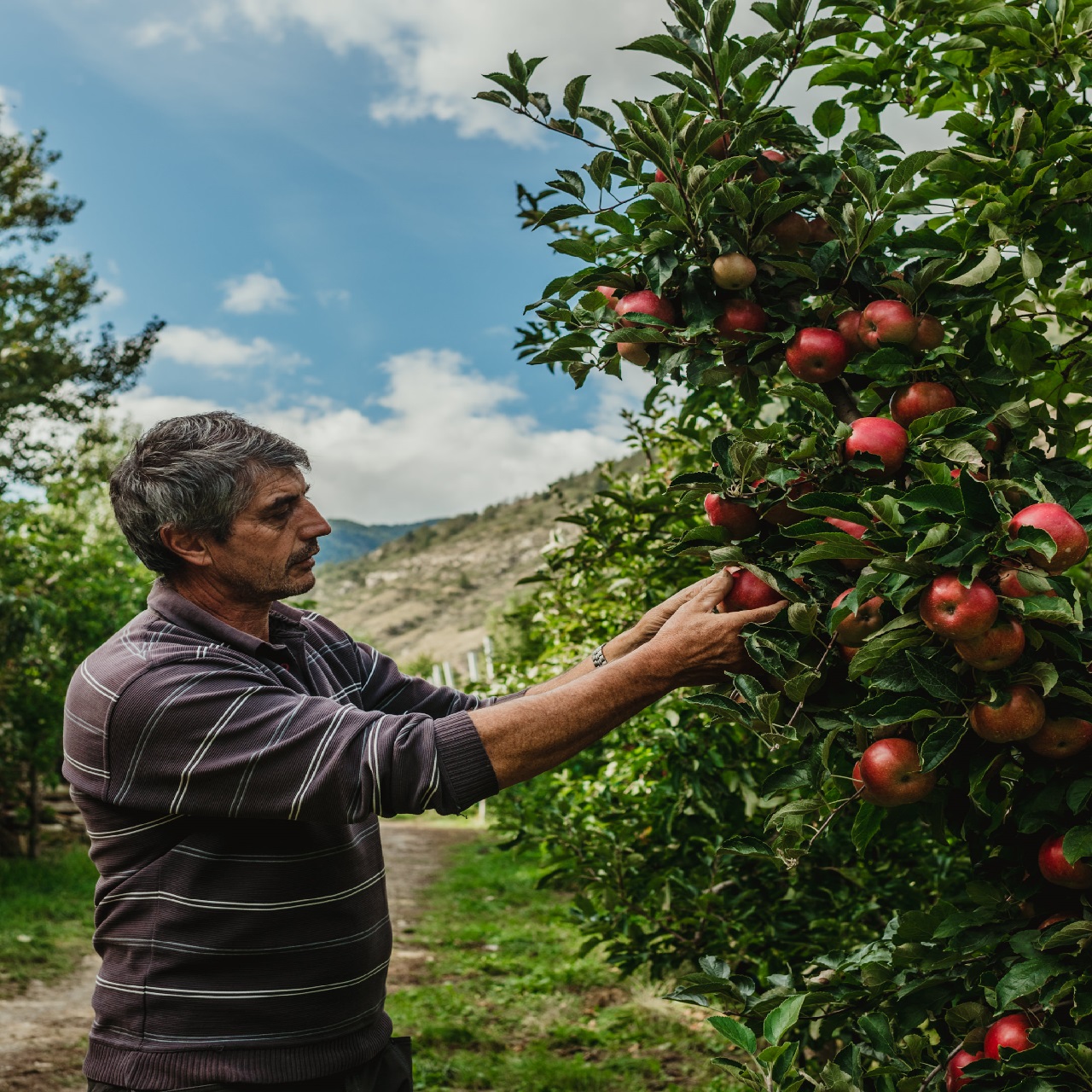 Apple harvest time in Val Venosta