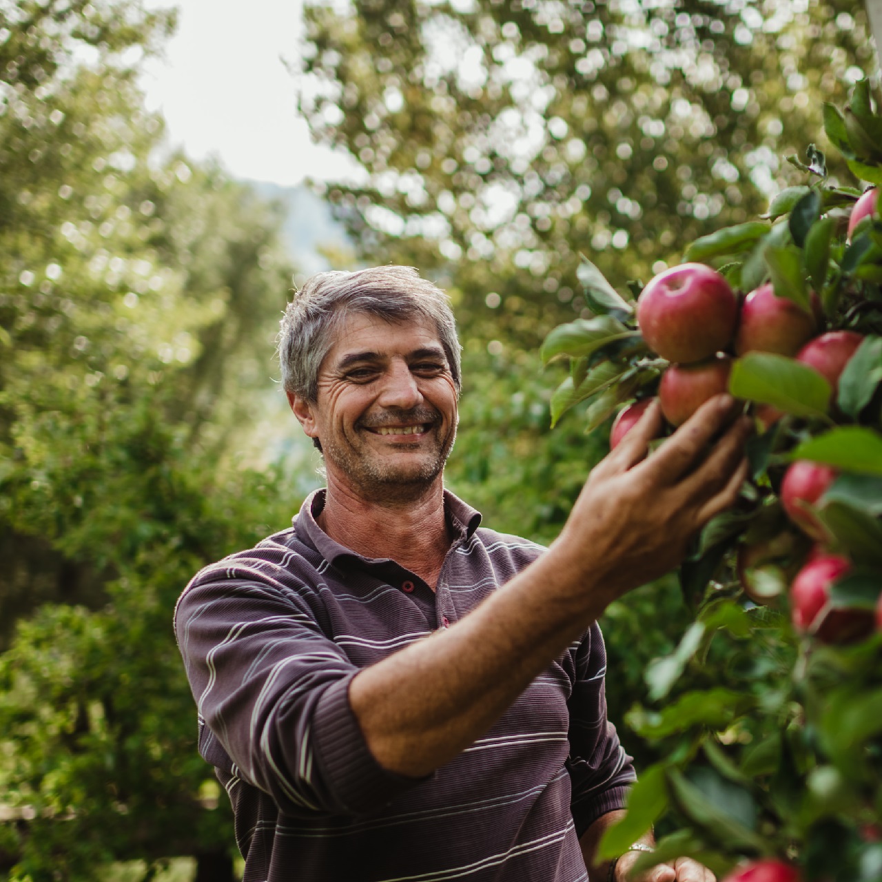Bauer Martin bei der Apfelernte