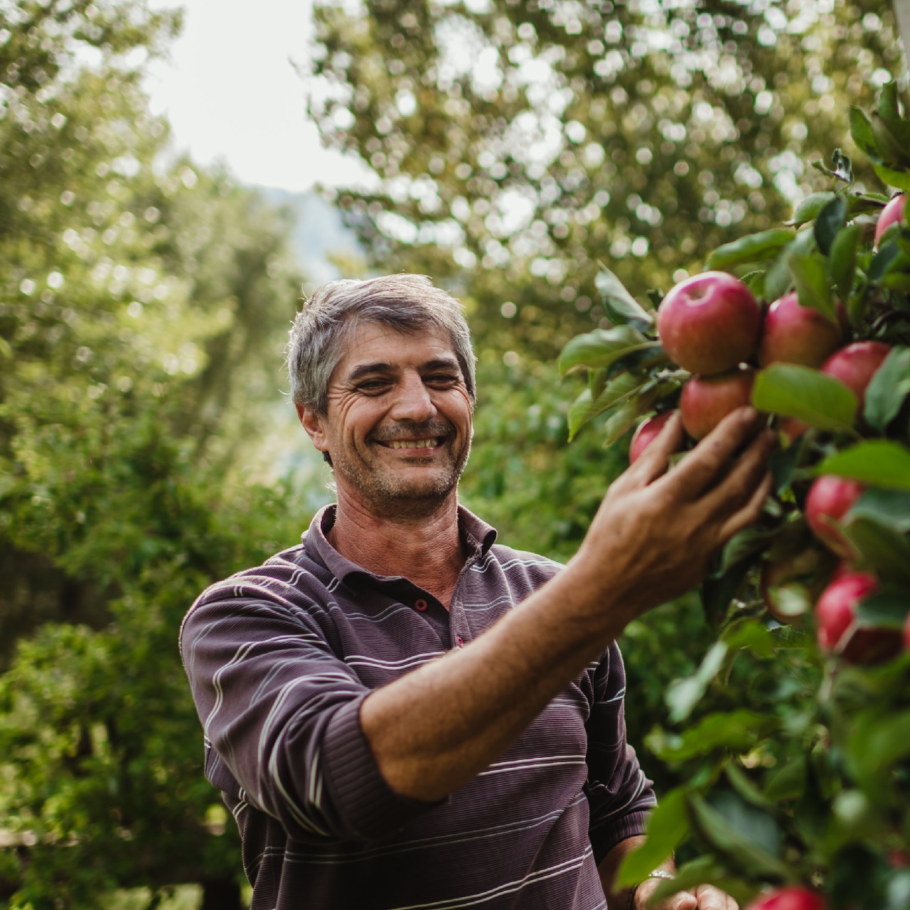 Agriturismo biologico Waalhof, raccolta mele