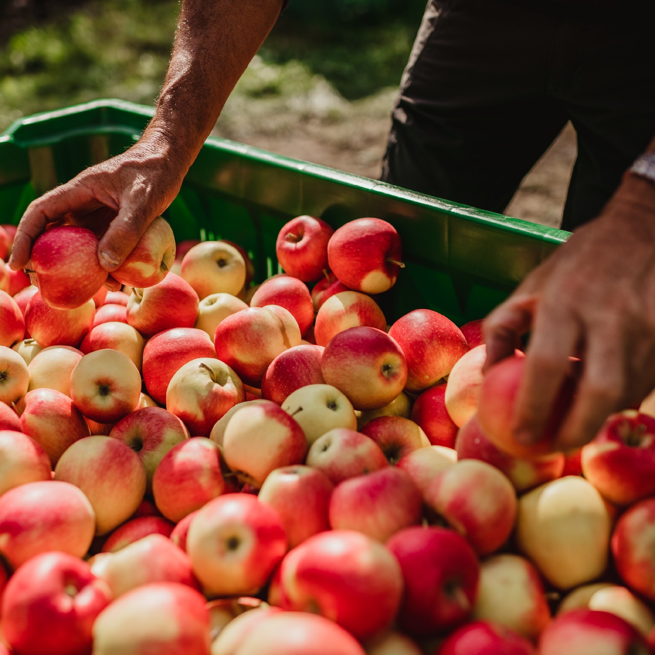 Urlaub auf dem Biobauernhof Waalhof, Äpfel ernten