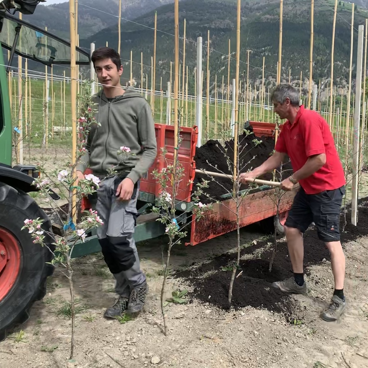 Agriturismo biologico Waalhof, piantare alberi