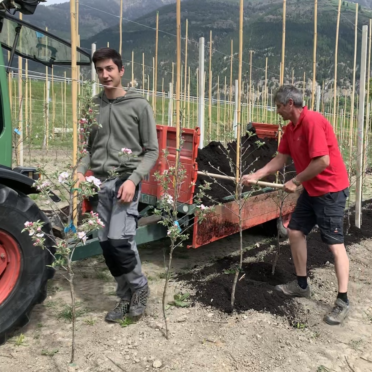 Waalhof organic farm holidays, pruning trees