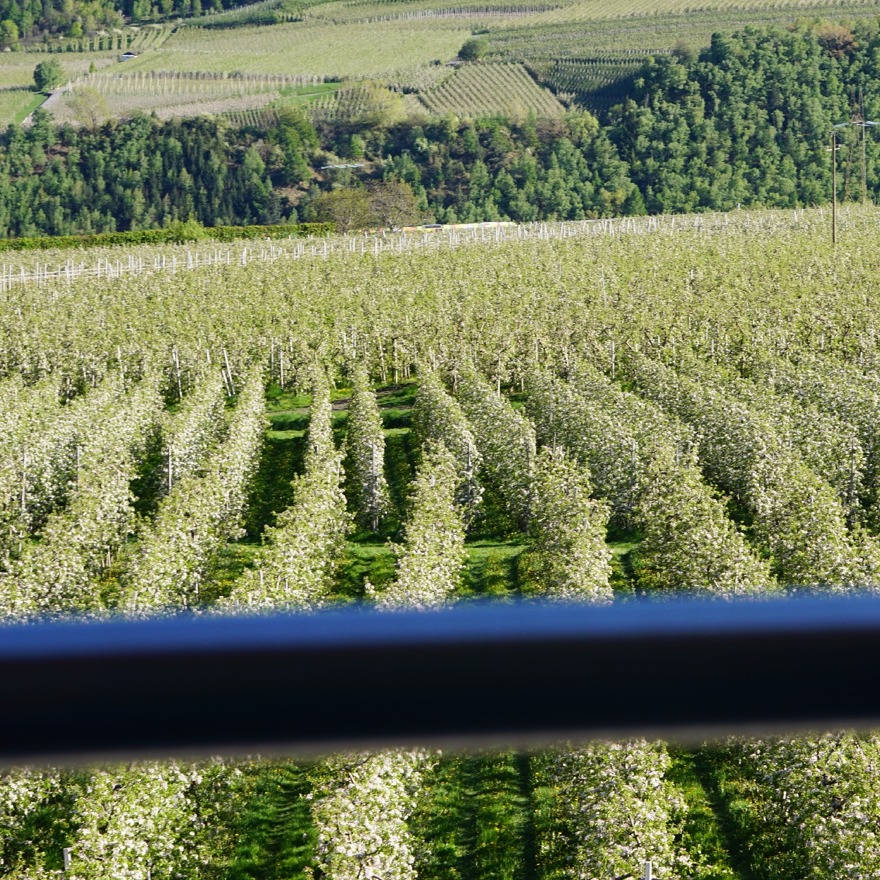 Agriturismo biologico Waalhof, campi di mele in fiore