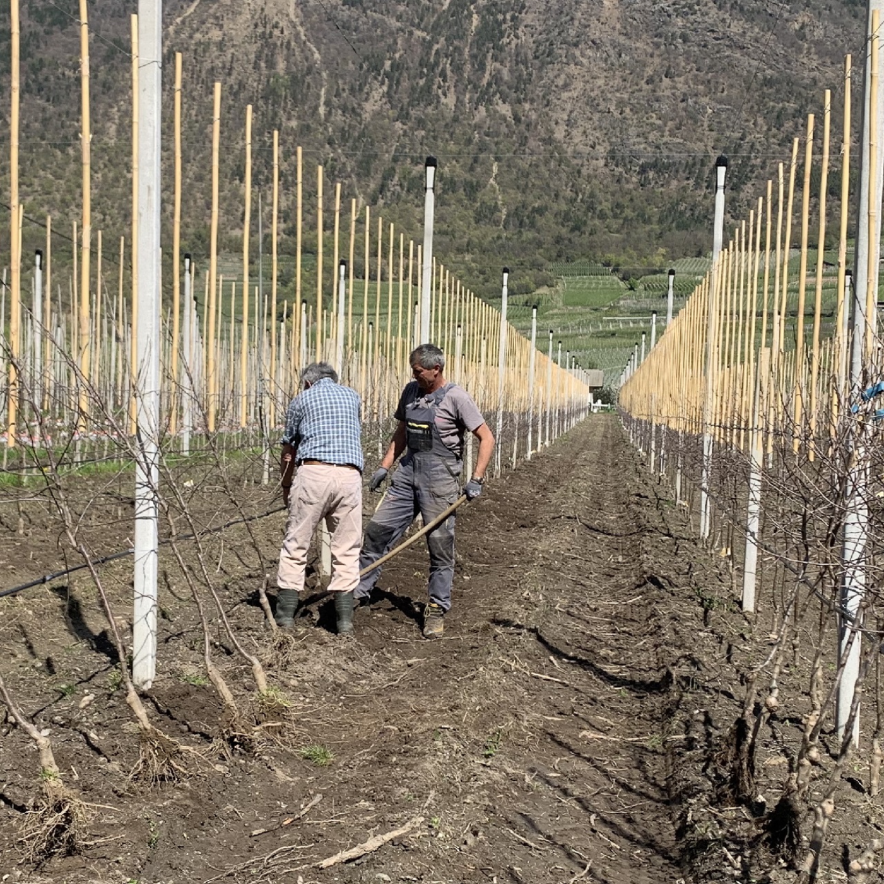 Waalhof organic farm holidays, planting trees