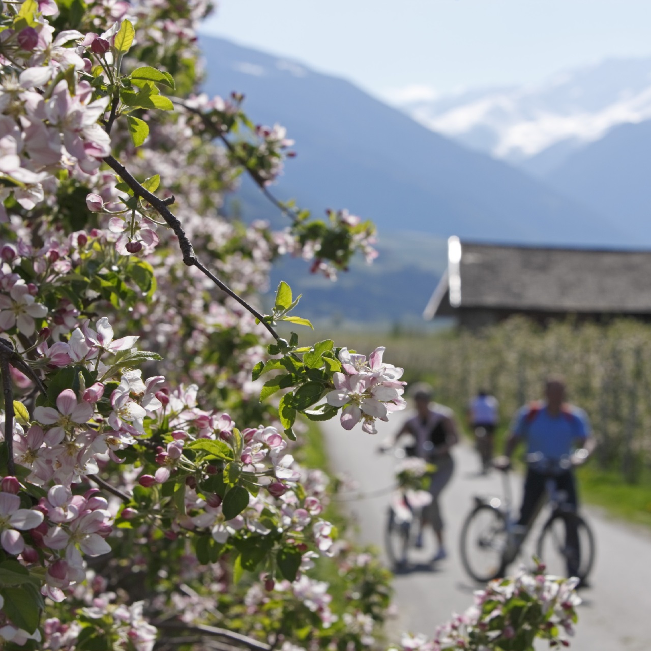 Apfelblüte im Vinschgau